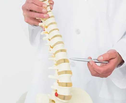 Doctor holding model of human spine.