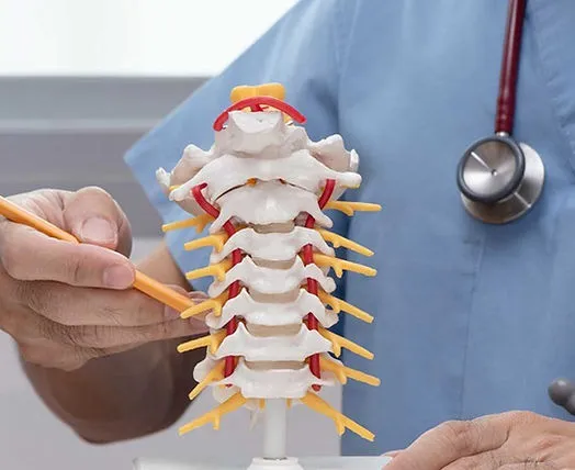 Doctor pointing at a model of the spine.